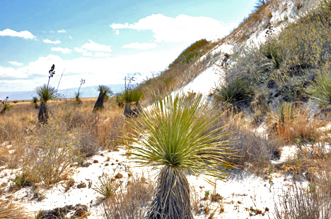 white sand