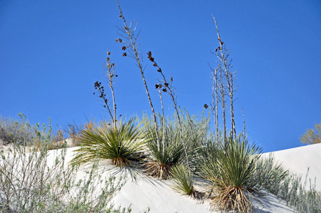 life in the sand dunes