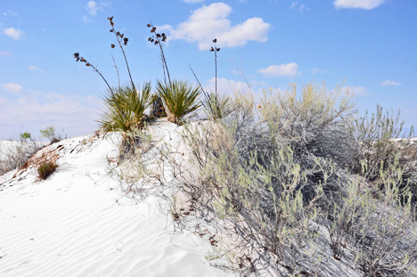 white sand dunes