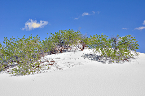 dunes and trees