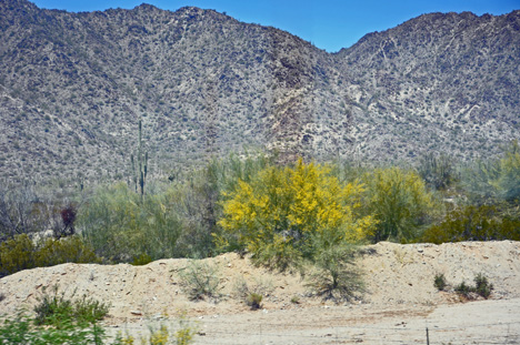 mountain and cactus