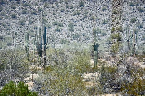 cactus field