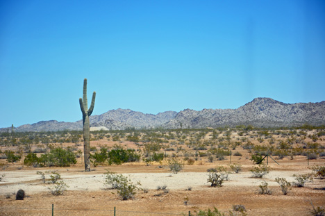 cactus field