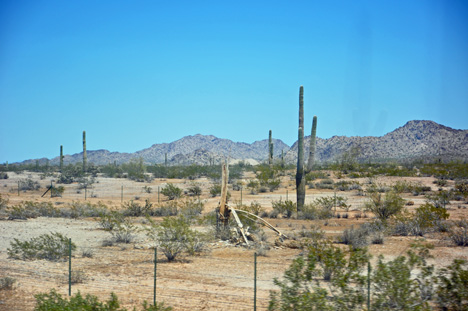 cactus field