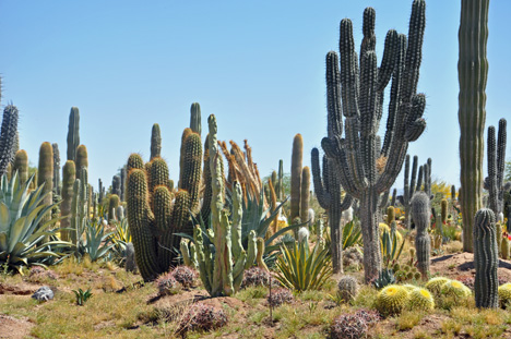 A CACTI FARM