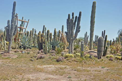 A CACTI FARM