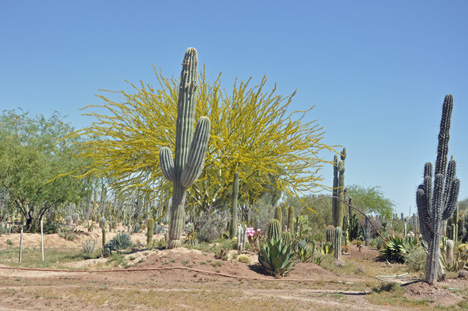 A CACTI FARM