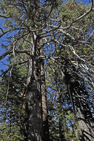 a tall tree