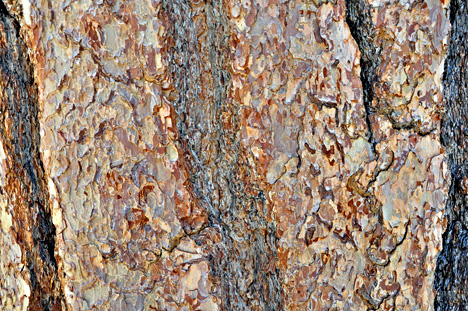 close-up of the tree bark