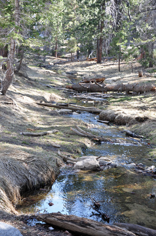 a small stream