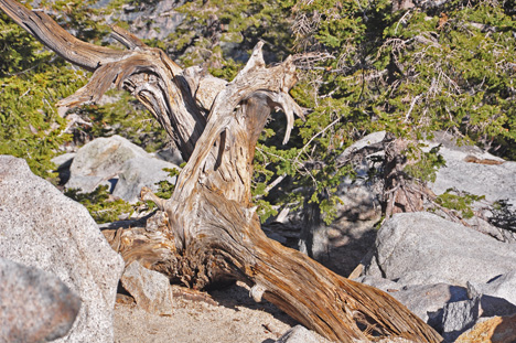 a fallen tree