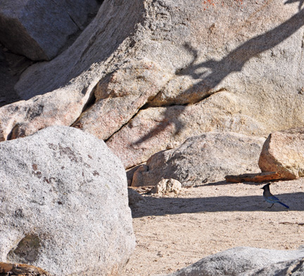 A Steller's Jay