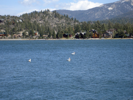 WHITE PELICANS