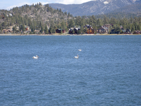 WHITE PELICANS