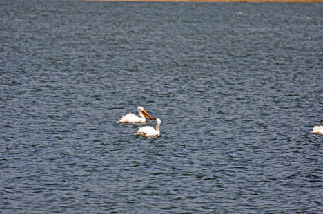 WHITE PELICANS