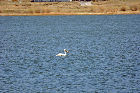 WHITE PELICANS