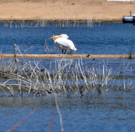 WHITE PELICANS