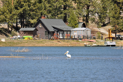 WHITE PELICANS