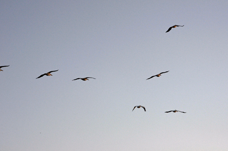 white pelicans flying overhead at sunset