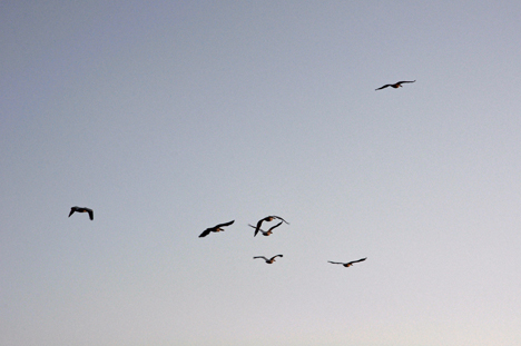 white pelicans flying overhead at sunset