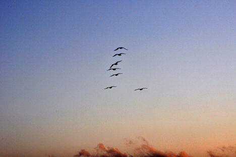 white pelicans flying overhead at sunset