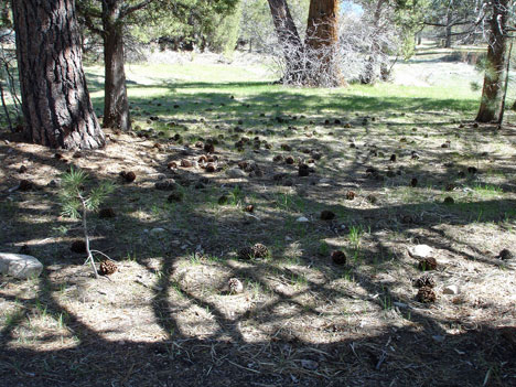 pinecones & a criss-cross shadow