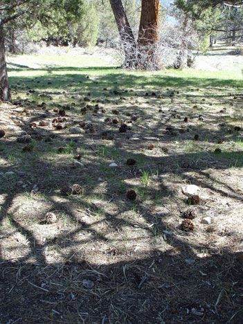 pinecones & a criss-cross shadow