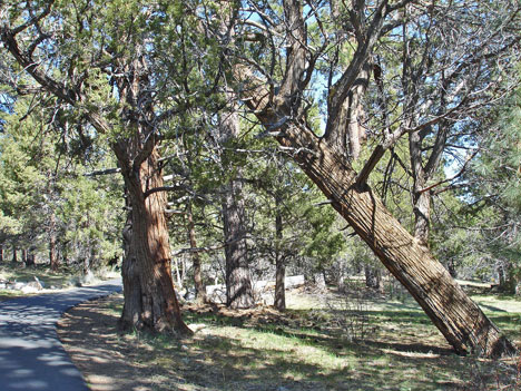 a leaning tree