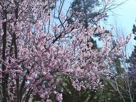 pink blossoms