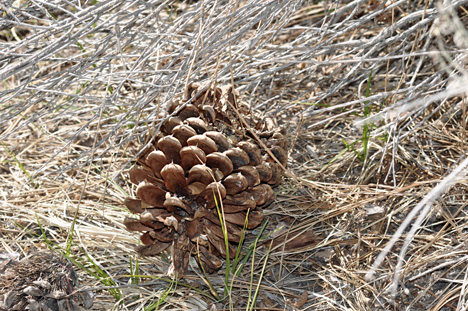 a pinecone on the ground