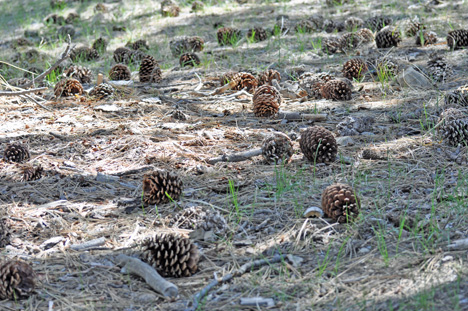 pinecones & a criss-cross shadow