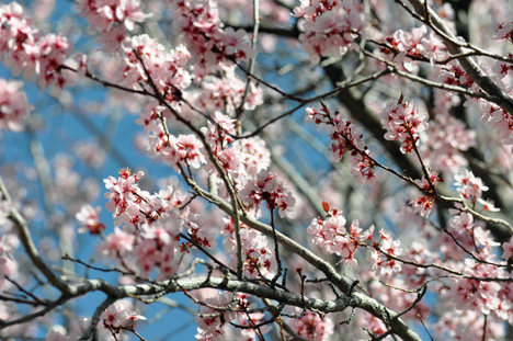 pink blossoms