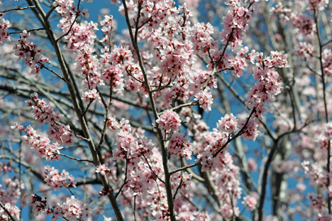 pink blossoms