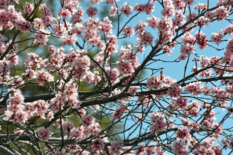 pink blossoms