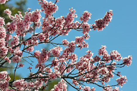 pink blossoms