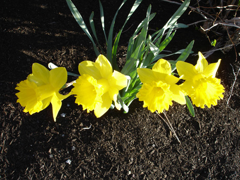 FLOWERS