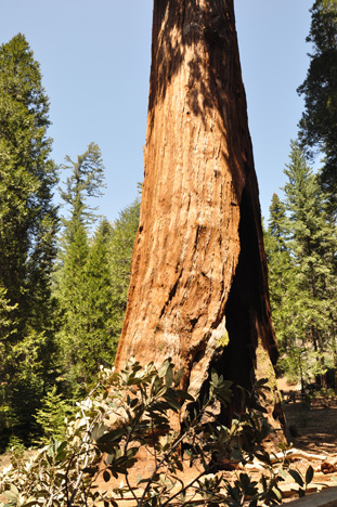 General Grant tree