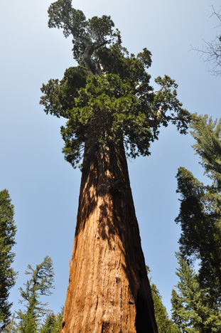 General Grant tree