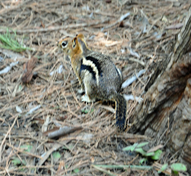 a chipmunk