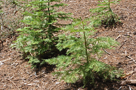 young sequoias