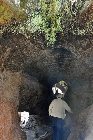 Lee walking through a felled Sequoia tree