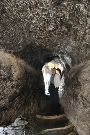 Lee walking through a felled Sequoia tree