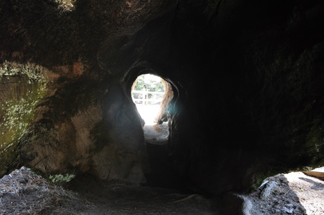 a felled Sequoia tree