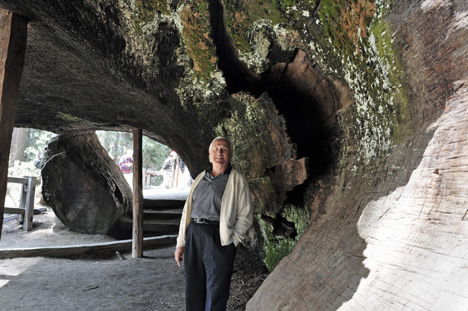 Lee walking through a felled Sequoia tree