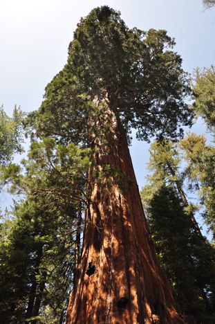 the Lincoln tree