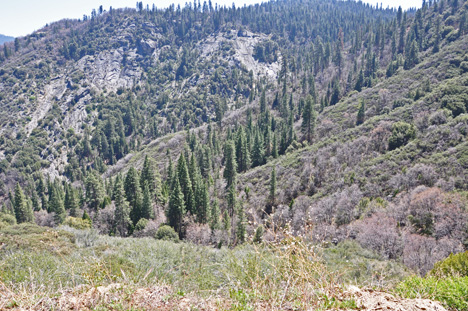 amazing scenery as we drove through Kings Canyon