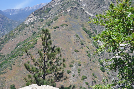 amazing scenery as we drove through Kings Canyon