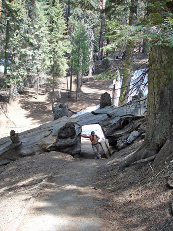 Karen Duquette inside the tree