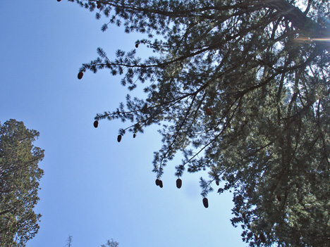 acorns in the tree