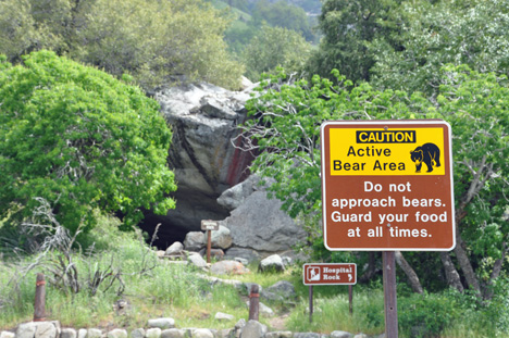 Caution of bears at Sequoia NationaL Park